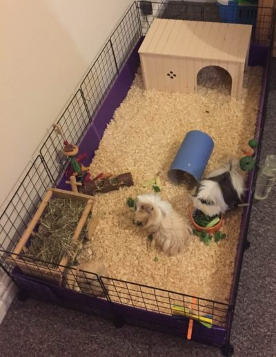 Gallery - C&C Guinea Pig Cages - Mesh and Grid Cages for Pets