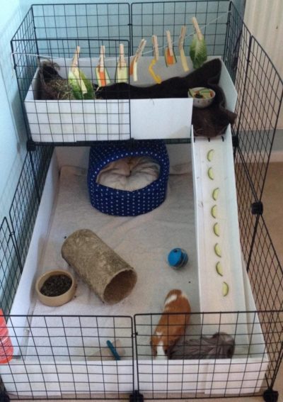 Gallery - C&C Guinea Pig Cages - Mesh and Grid Cages for Pets