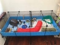 Gallery - C&C Guinea Pig Cages - Mesh and Grid Cages for Pets