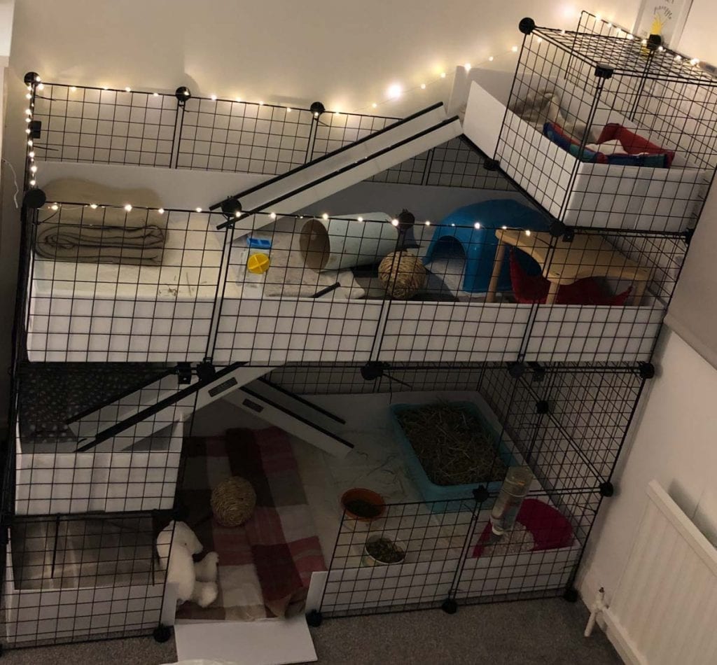 candc guinea pig cages30 C and C Guinea Pig Cages