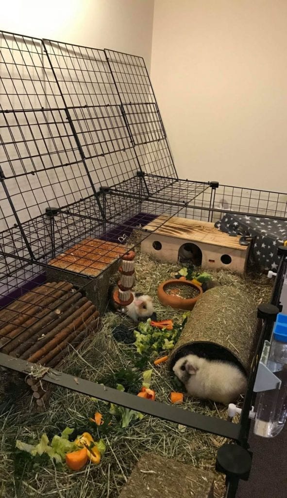 Gallery - C and C Guinea Pig Cages