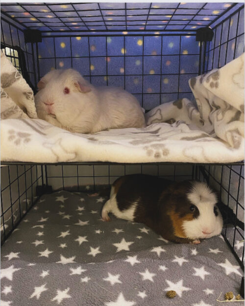 What is the Best Layout for a Guinea Pig Cage? A Guide to C and C Cages ...