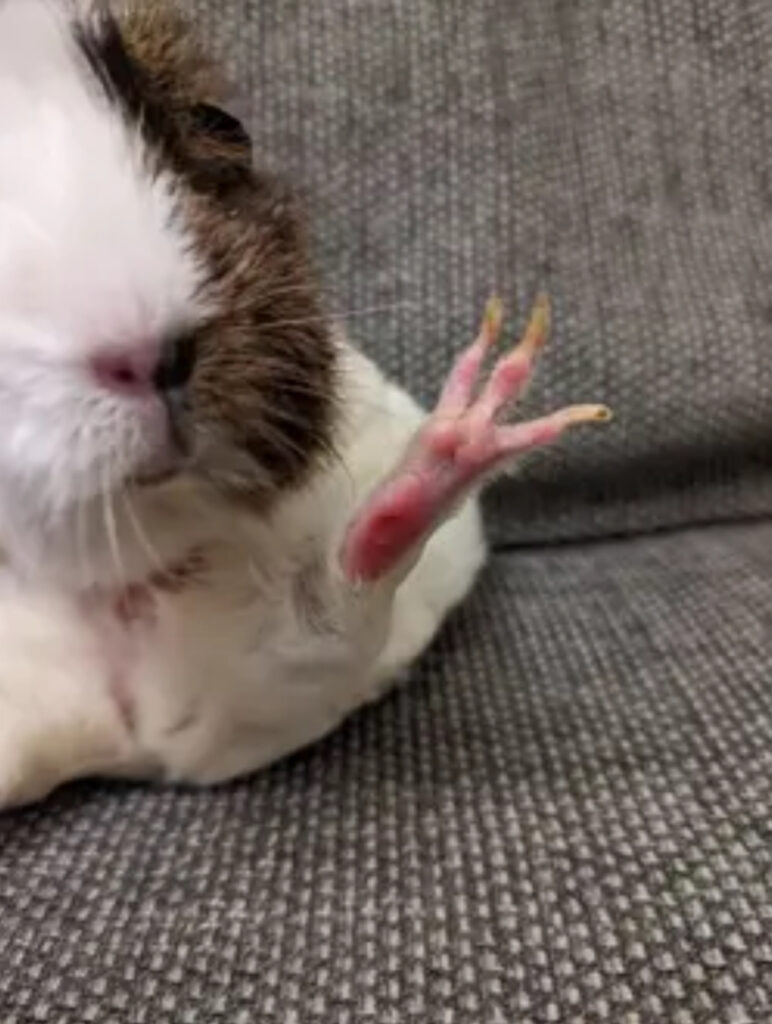 Guinea pig with red sore feet