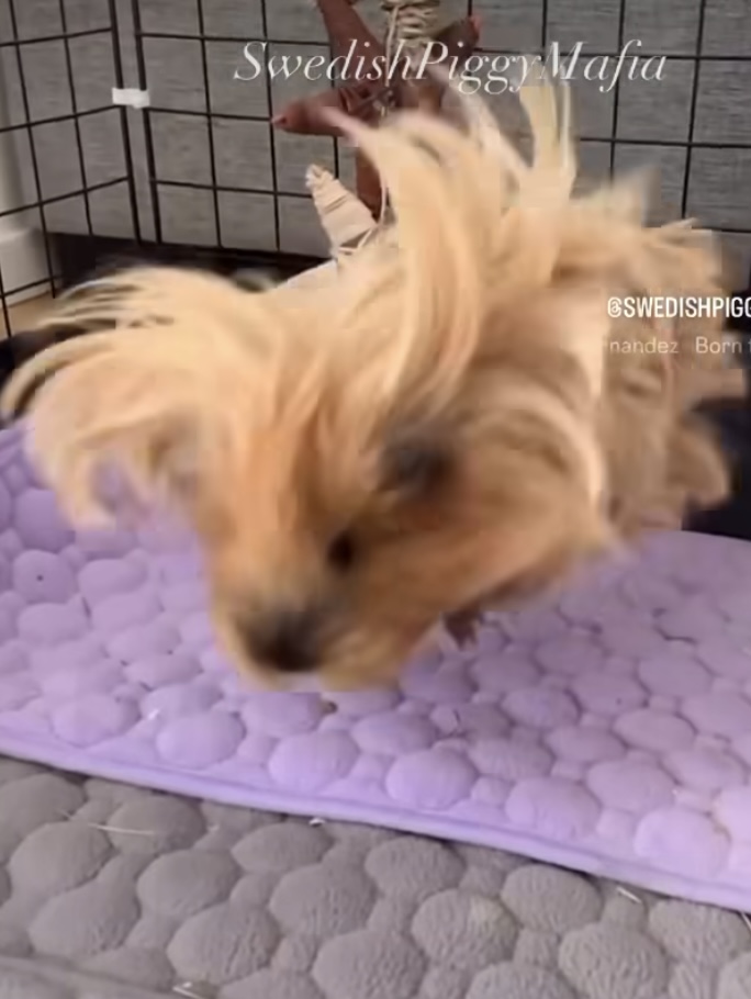 Guinea pig joyfully popcorning in a spacious C&C cage, jumping and twisting mid-air.