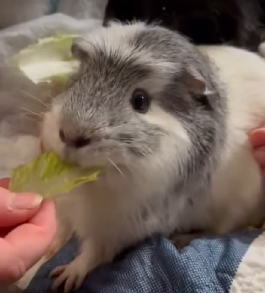 A grey and white guinea pig nibbling on a fresh lettuce leaf while being gently fed by a person.