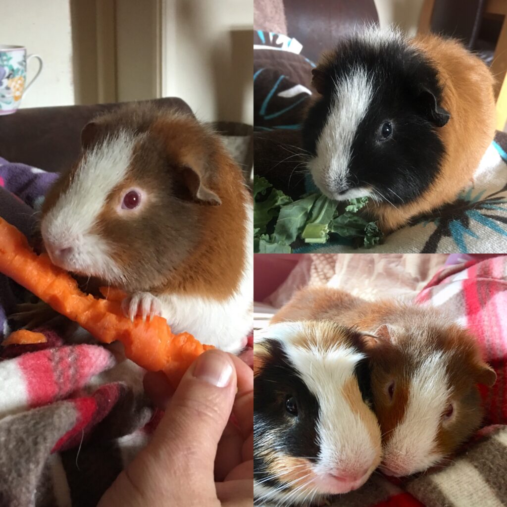 A collage of four Guinea pig photos featuring different colours and markings. One Guinea pig is nibbling a carrot, another is eating leafy greens, and two are snuggled together on a fleece blanket.