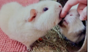 Two guinea pigs nibbling on a person’s finger, one cream-colored and the other a mix of white and black, inside a cozy enclosure with hay and a pink mat.