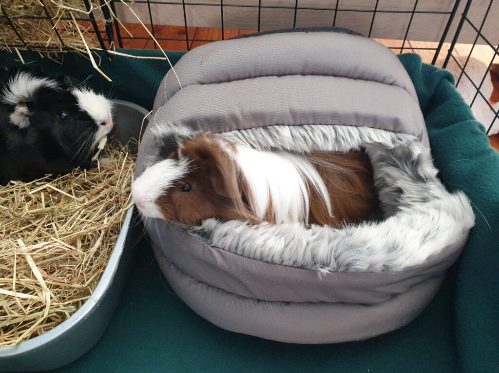 Two guinea pigs inside a C&C cage, one eating hay and the other resting in a cosy fleece bed.