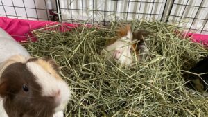 Three guinea pigs in a spacious indoor C&C cage filled with fresh hay, with one guinea pig peeking out from the hay pile.