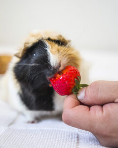 Guinea pig eating a fresh strawberry from a person’s hand