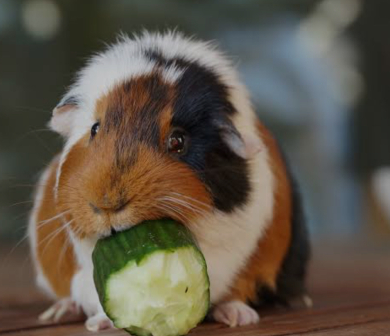Tricolour guinea pig eating a fresh cucumber slice to stay cool in summer.