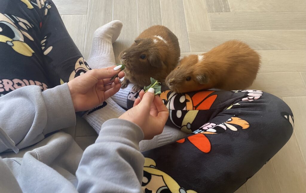 Two guinea pigs being hand-fed leafy greens while sitting on a child’s lap wearing Powerpuff Girls pyjamas.