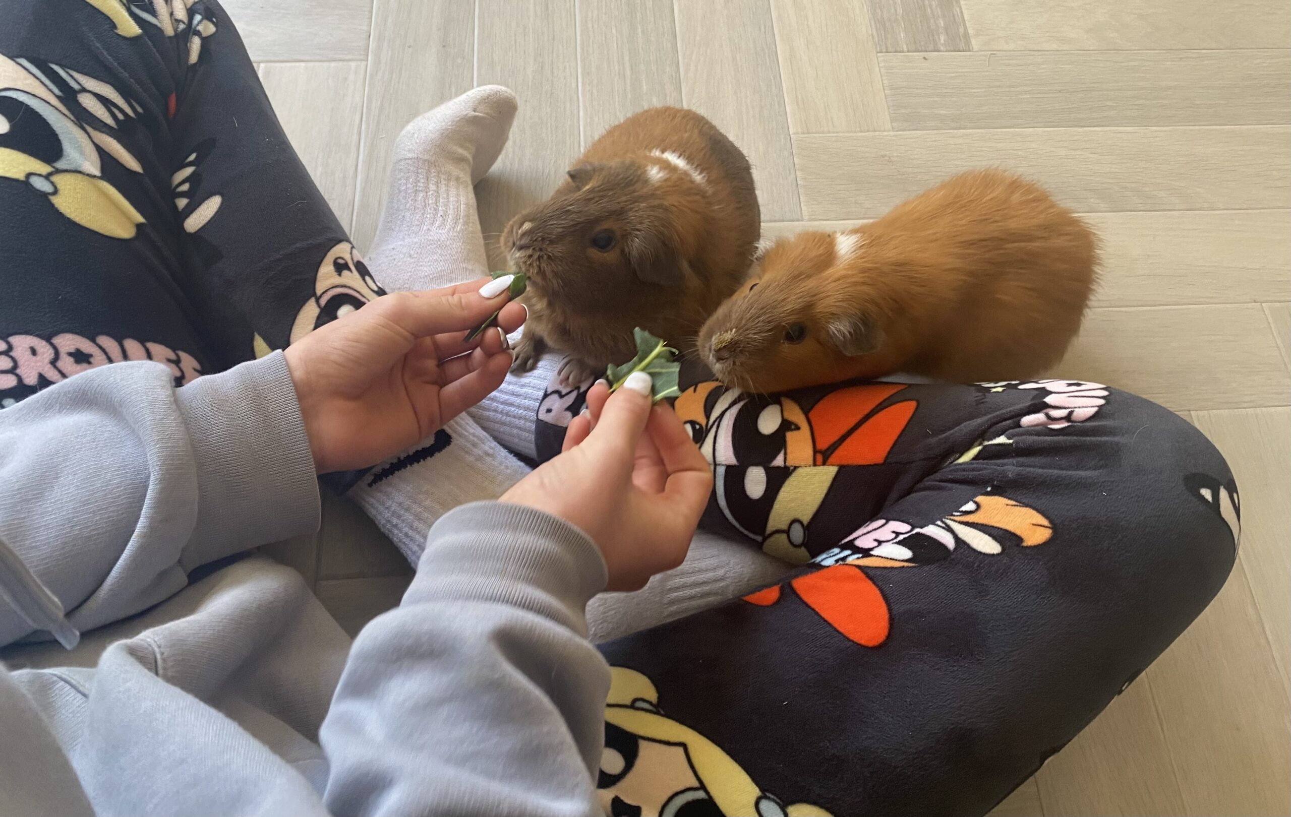 Two guinea pigs being hand-fed leafy greens while sitting on a child’s lap wearing Powerpuff Girls pyjamas.