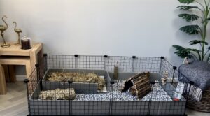 Spacious indoor C&C guinea pig cage setup with correx base, hay tray, and fleece liners
