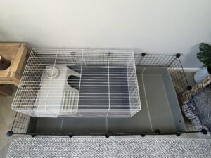 C&C guinea pig cage comparing size with standard pet shop cage inside