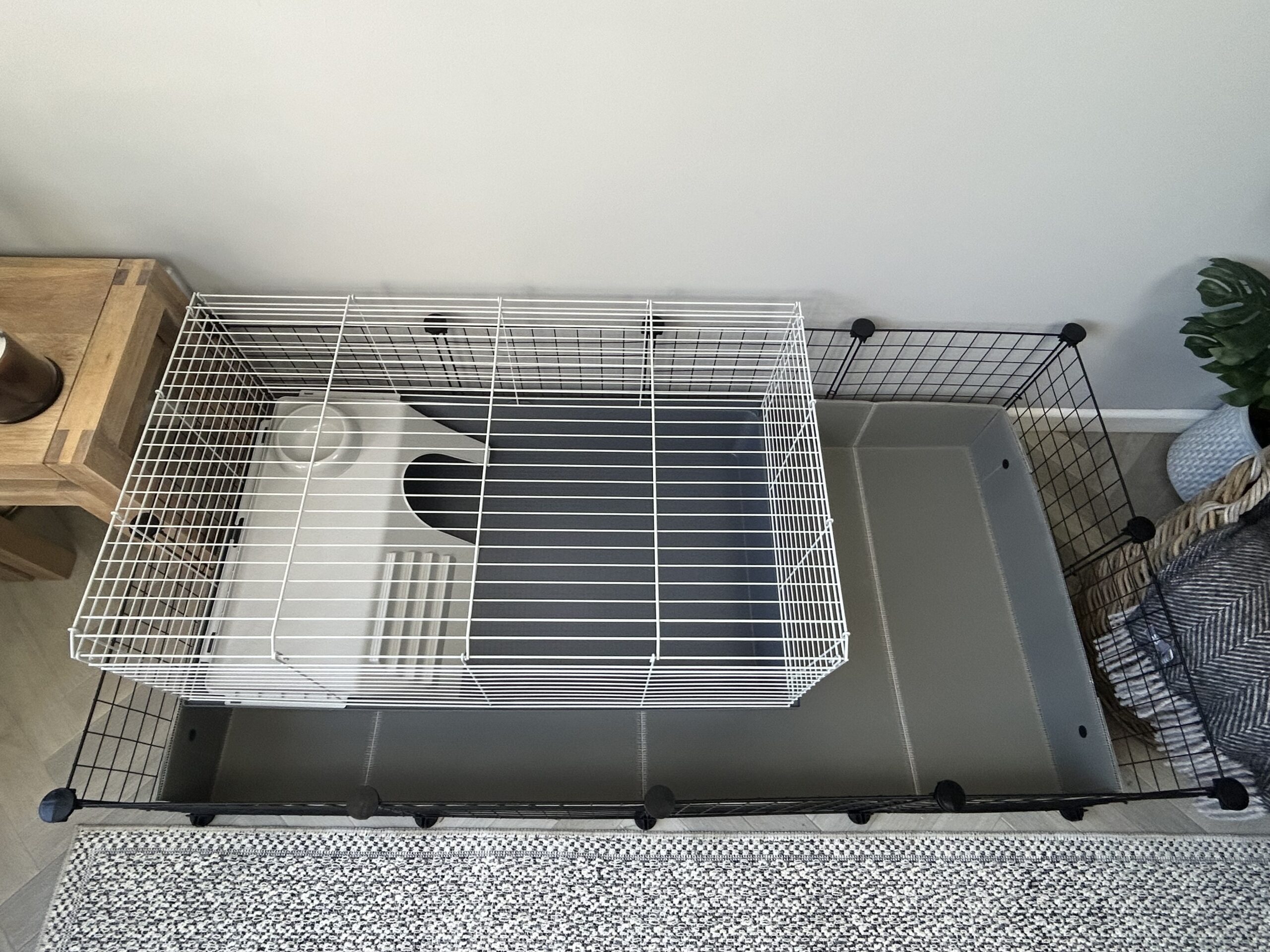 C&C guinea pig cage comparing size with standard pet shop cage inside