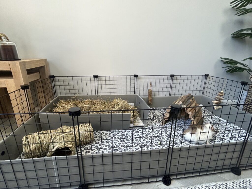 C&C guinea pig cage setup with hay tray, fleece liner, wooden tunnel and toys in a modern indoor setting