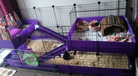 Large purple C&C guinea pig cage with dual lofts, ramps, fleece liners, and enrichment accessories