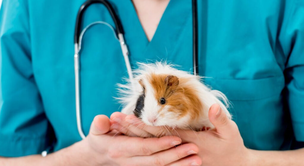 Guinea pig being gently held by a vet wearing blue scrubs and a stethoscope