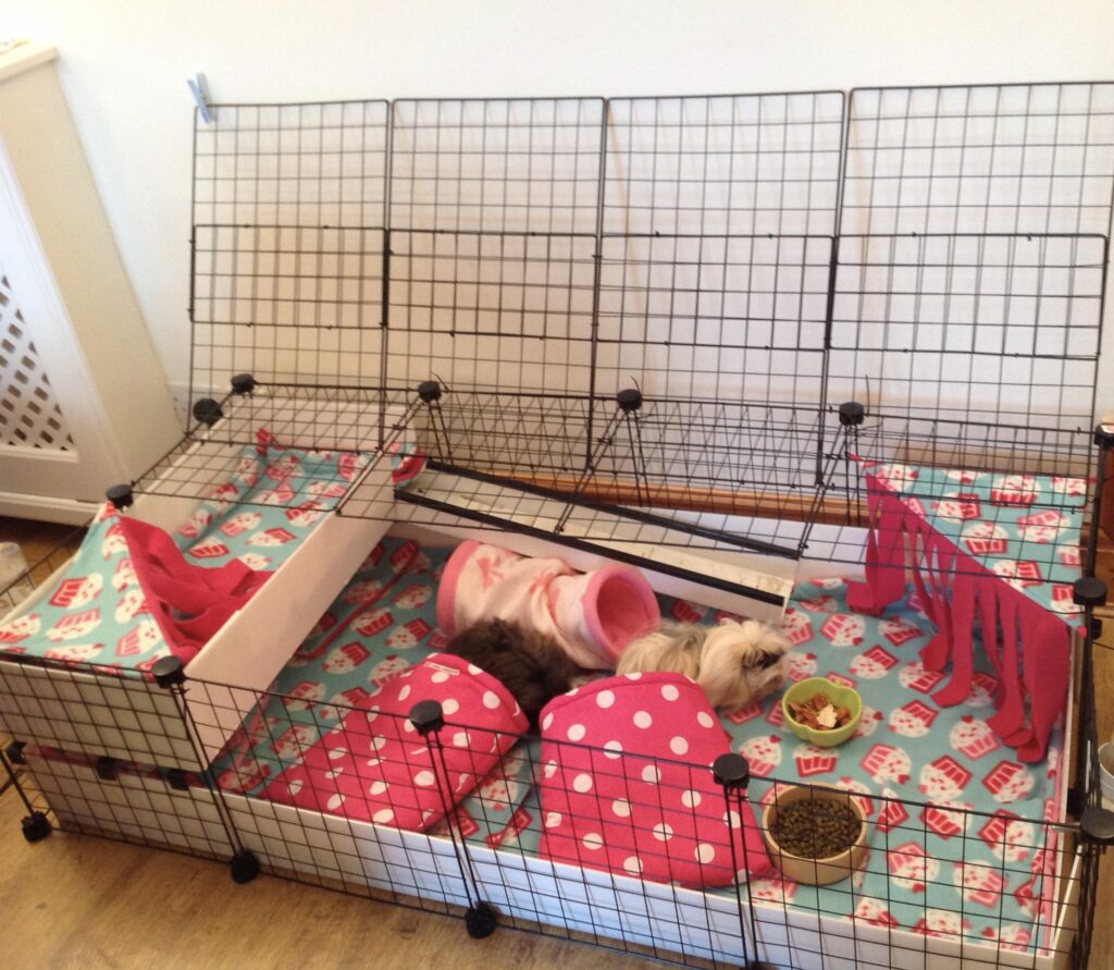 C&C guinea pig cage with fleece bedding, loft, tunnel, and accessories housing two long-haired guinea pigs.