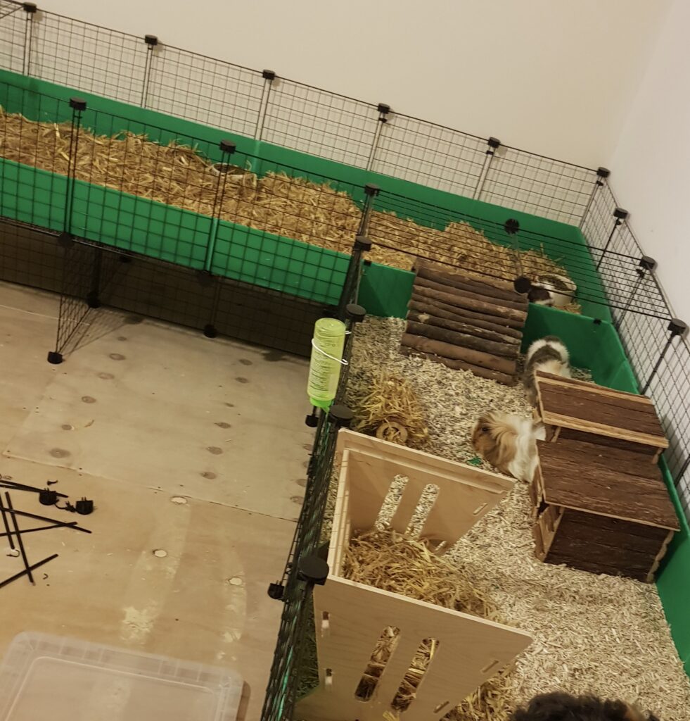 Large indoor C&C guinea pig cage on a stand with green correx base, tunnels, wooden hideouts, and guinea pigs exploring.