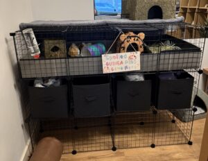 C&C guinea pig cage with a double stand, fleece liner, storage cubes, and guinea pigs inside.