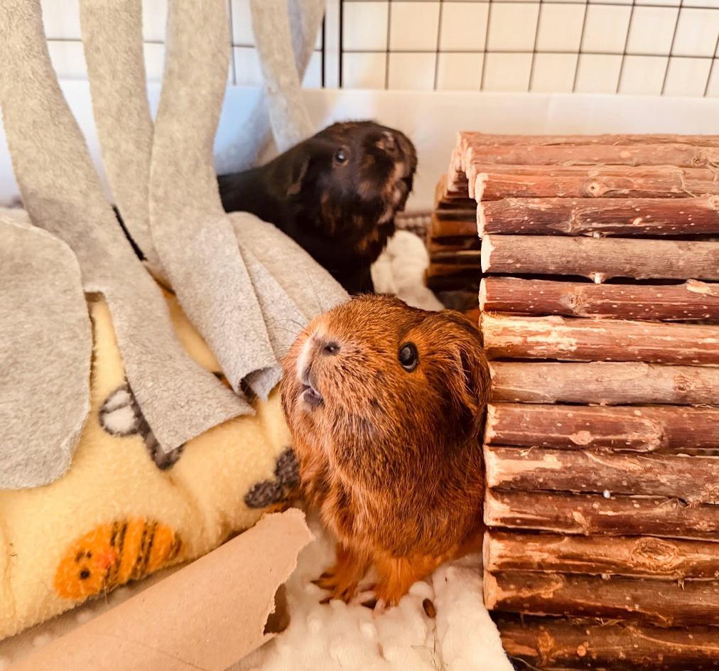 Guinea pigs indoors in a cosy fleece-lined C&C cage during cold winter weather