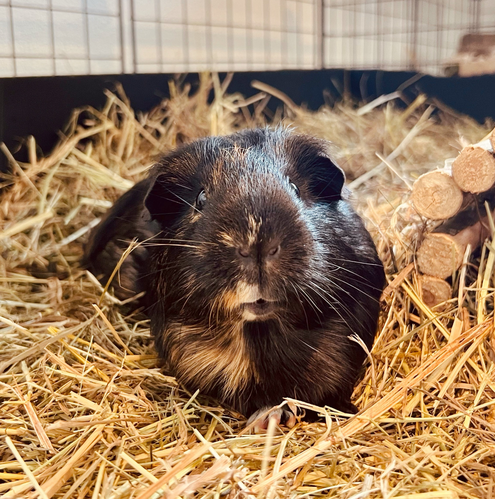 Black and tan guinea pig resting on a bed of straw inside a spacious indoor C&C cage.